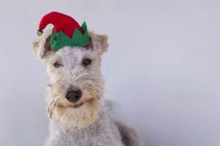 sainsbury's launch christmas pop-up for dogs