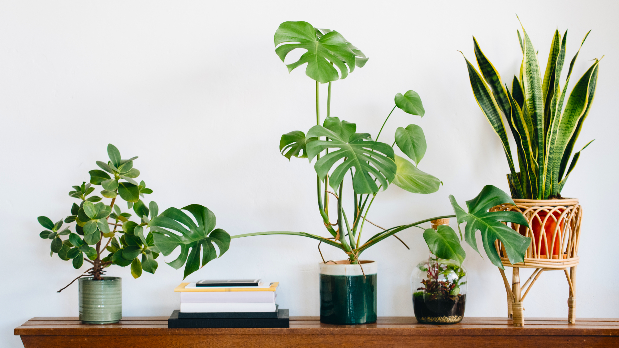 houseplants on console table