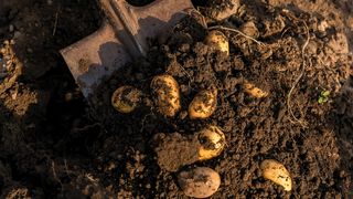 potatoes being unearthed in soil