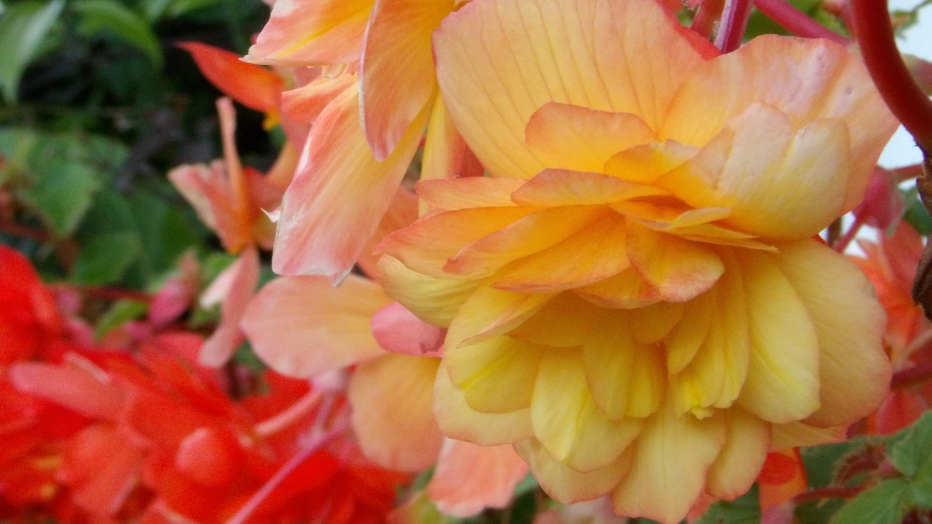 Images taken with the Kodak PixPro AZ653 bridge camera