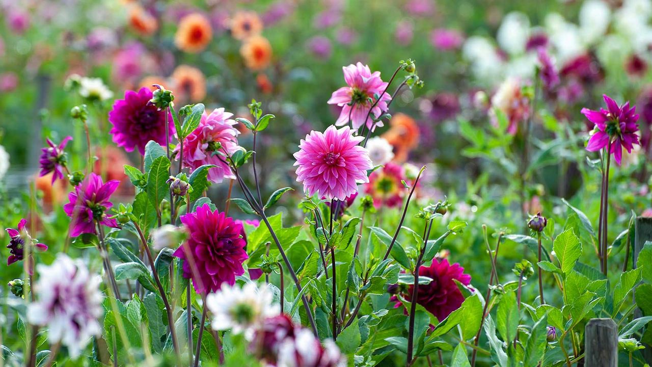 dahlias