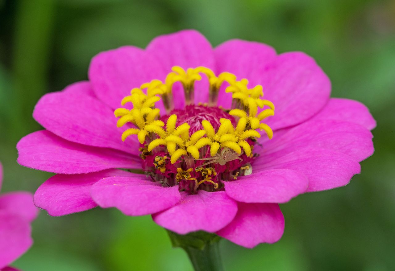 How to grow zinnias plant, care and maintenance tips Homes & Gardens