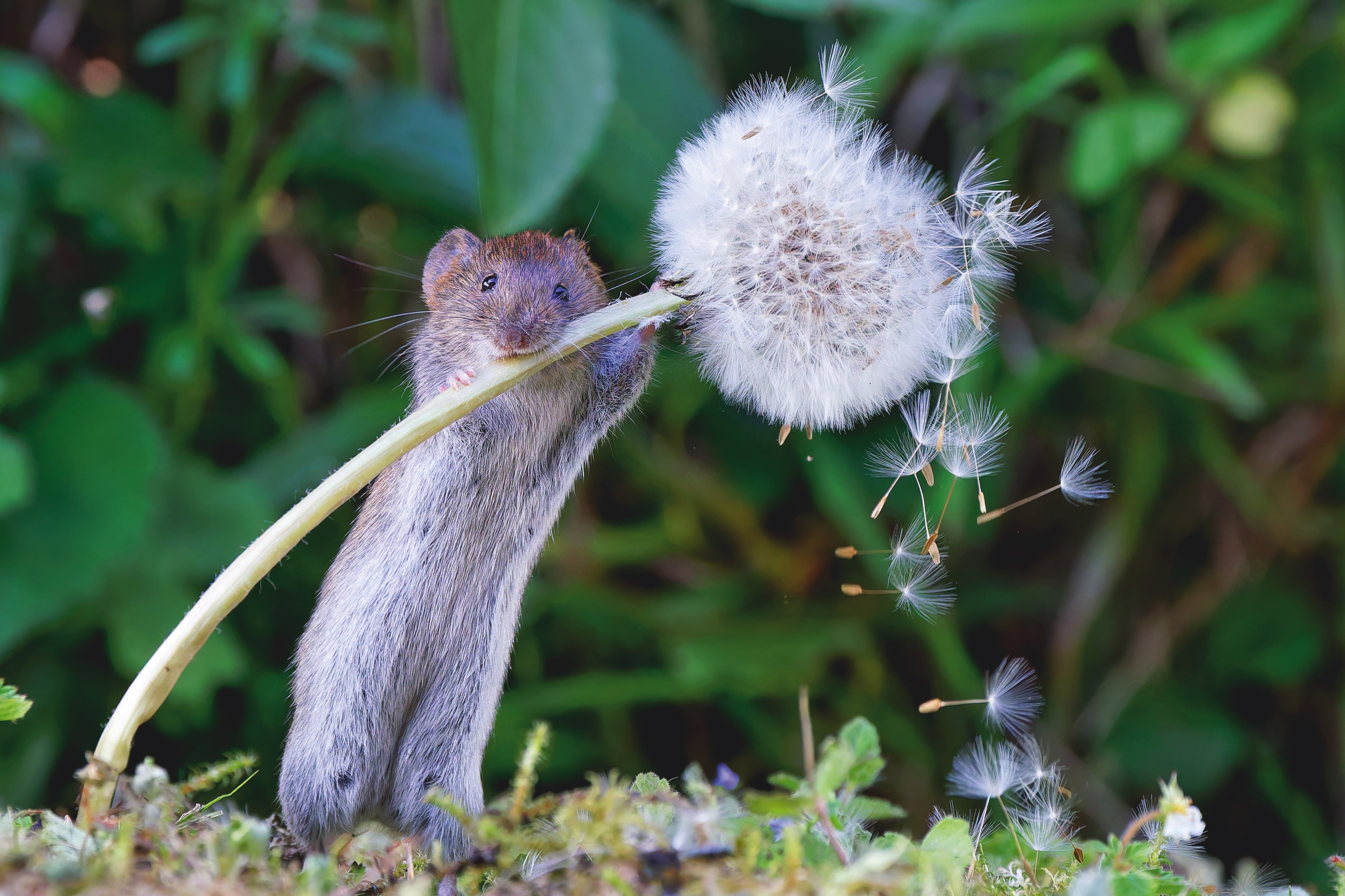 A mouse shakes a dandelion