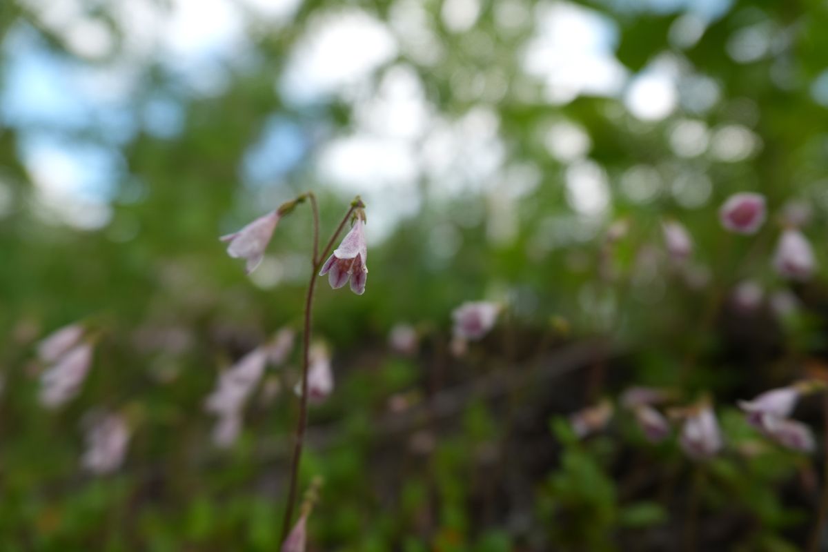 Sample images shot with the Sony RX10 V