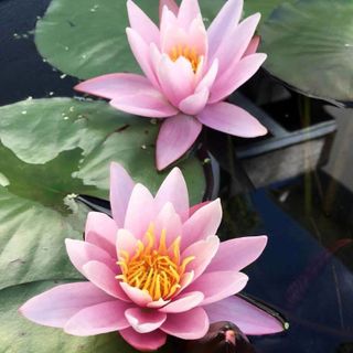 Live Aquatic Hardy Water Lily with pink flower