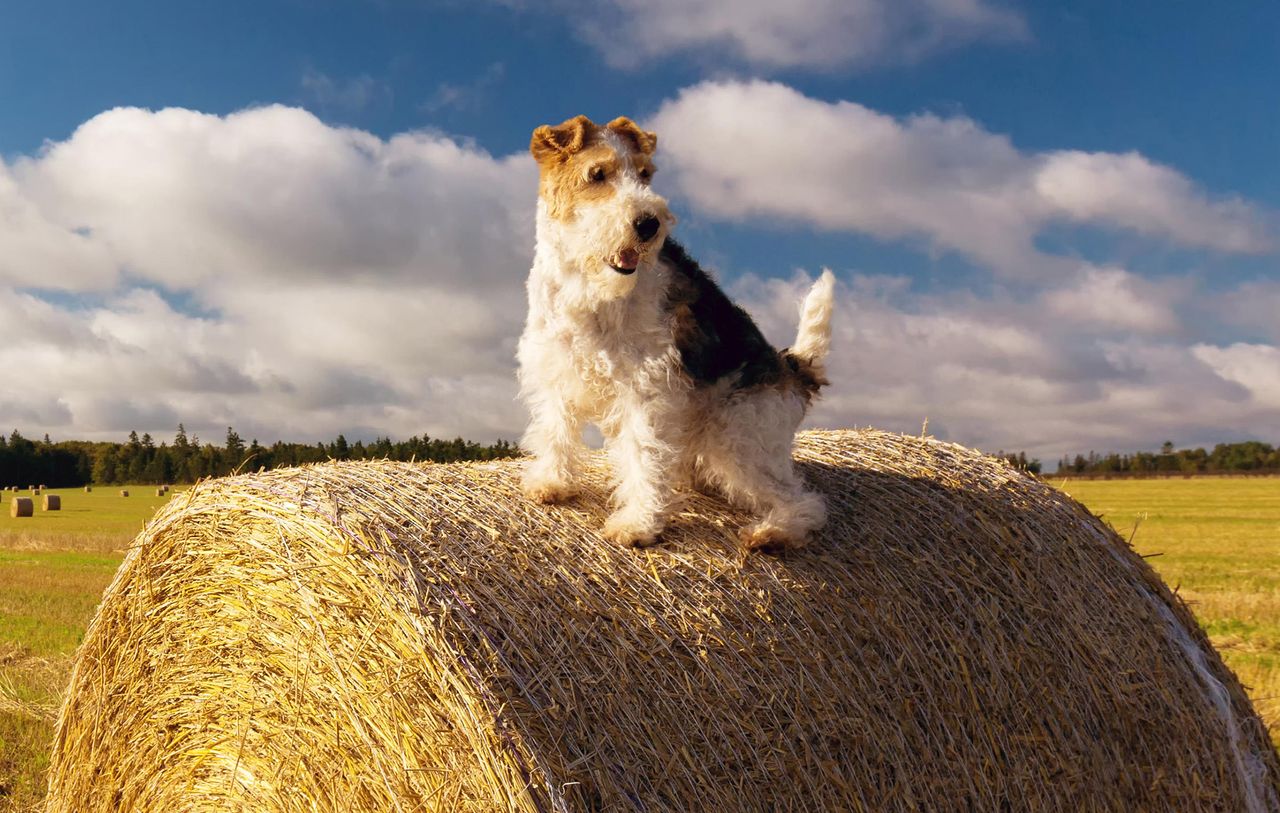 A wire fox terrier perched on top of a hay bale.