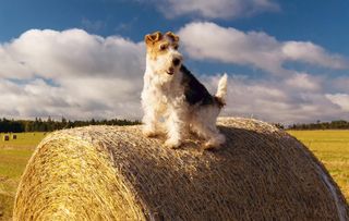 A wire fox terrier perched on top of a hay bale.