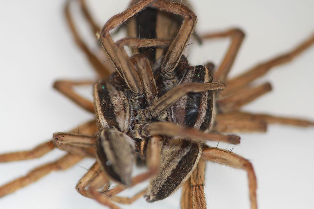 wolf spiders threesomes