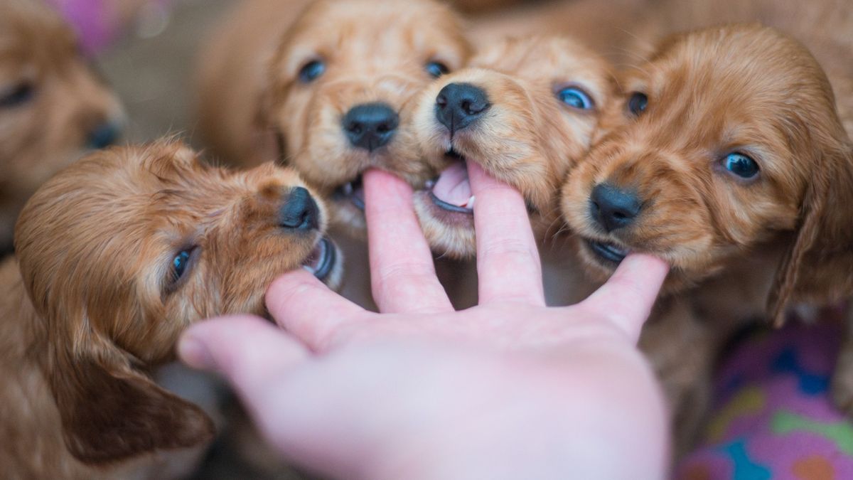 How to stop a puppy biting, mouthing or nipping PetsRadar