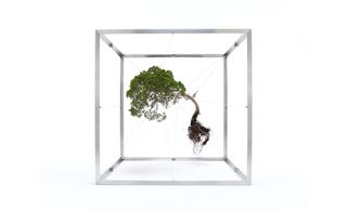 Uprooted tree suspended in a transparent box