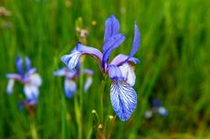 Blue Flag Iris Plants