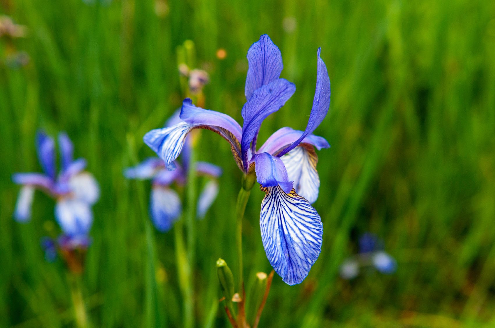 Planting Flag Iris - Learn About Growing Flag Iris Plants In The