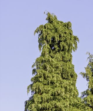 Thuja green giant arborvitae known as thuja occidentalis,