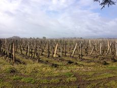 Bordeaux 2012 vines in Pomerol