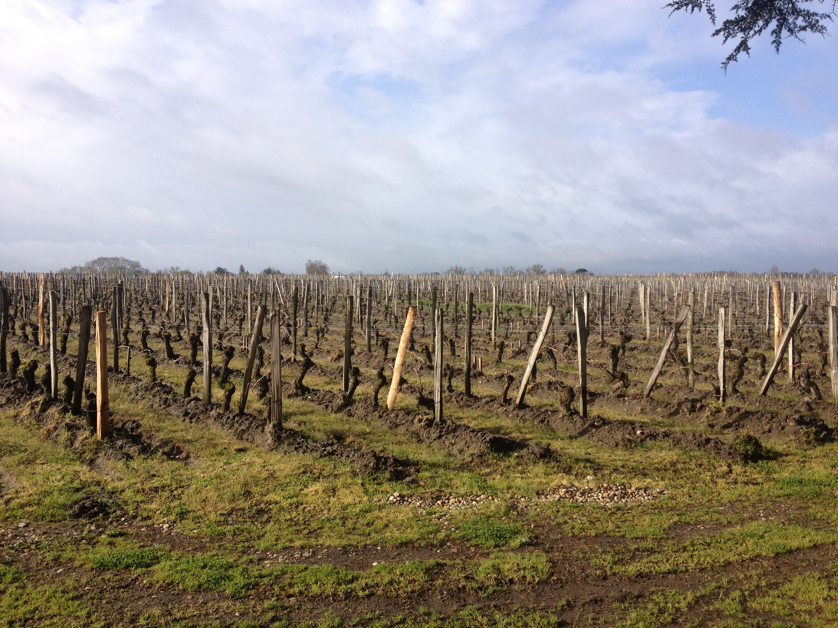 Bordeaux 2012 vines in Pomerol
