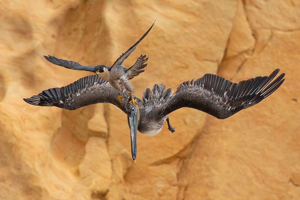 Bird Photographer of the Year 2023