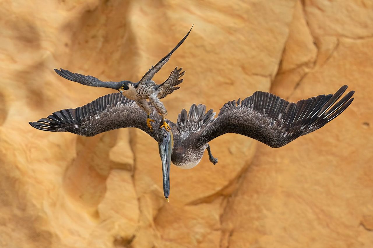 Bird Photographer of the Year 2023