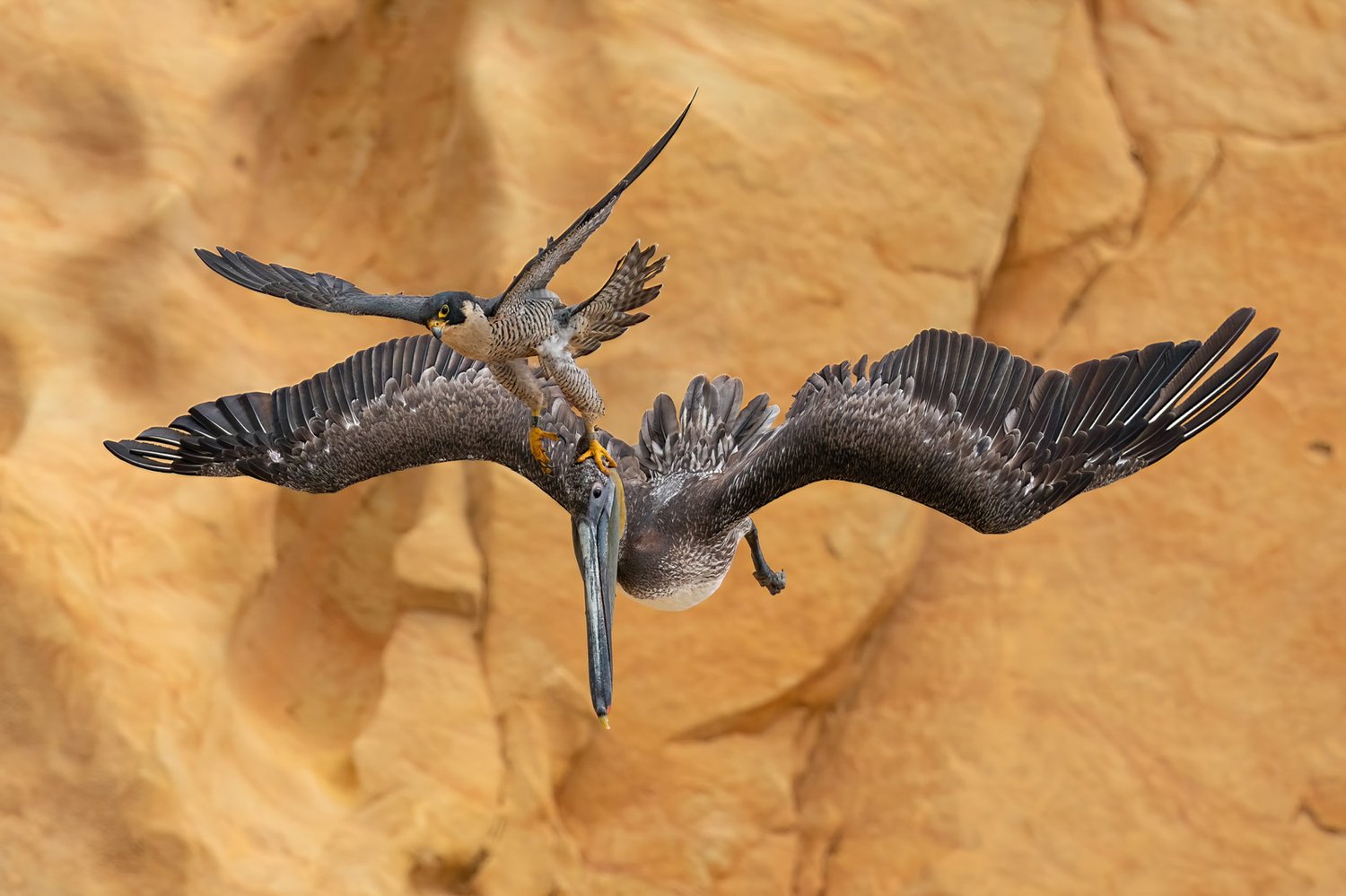 Bird Photographer of the Year 2023