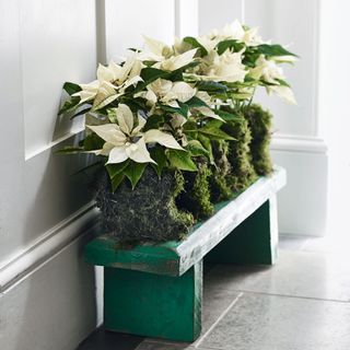 Poinsettia inside on bench