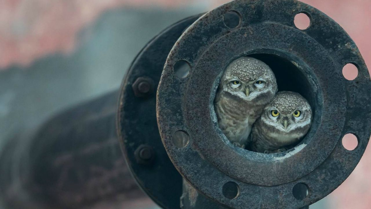 Wildlife Photographer of the Year winners