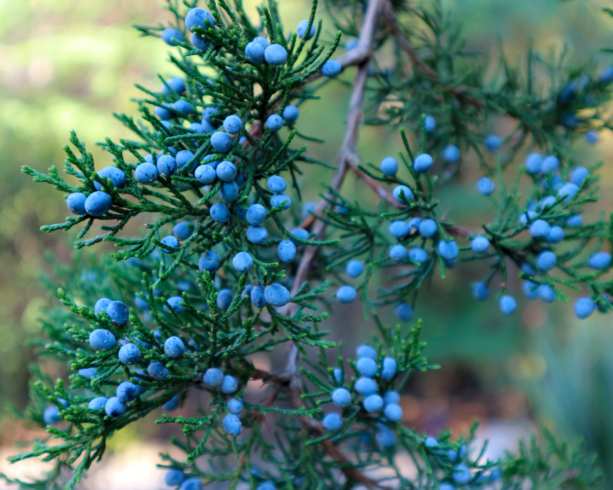 Juniperus virginiana (virginian juniper) or Eastern Red Cedar Tree foliage and seeds. Blue berries of virginian juniper. Blur lights and bokeh effect