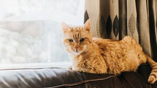 How long do cats live?