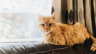 How Long Do Cats Live Plus Five Tips To Give Them A Long Life Petsradar