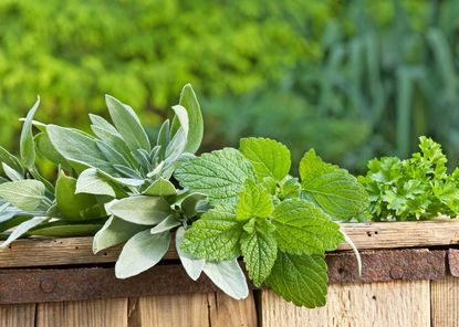 lemon balm companions