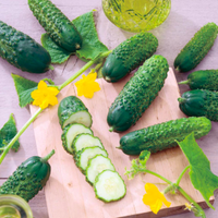 Cucumber Seeds – 'Dar' from Dobies