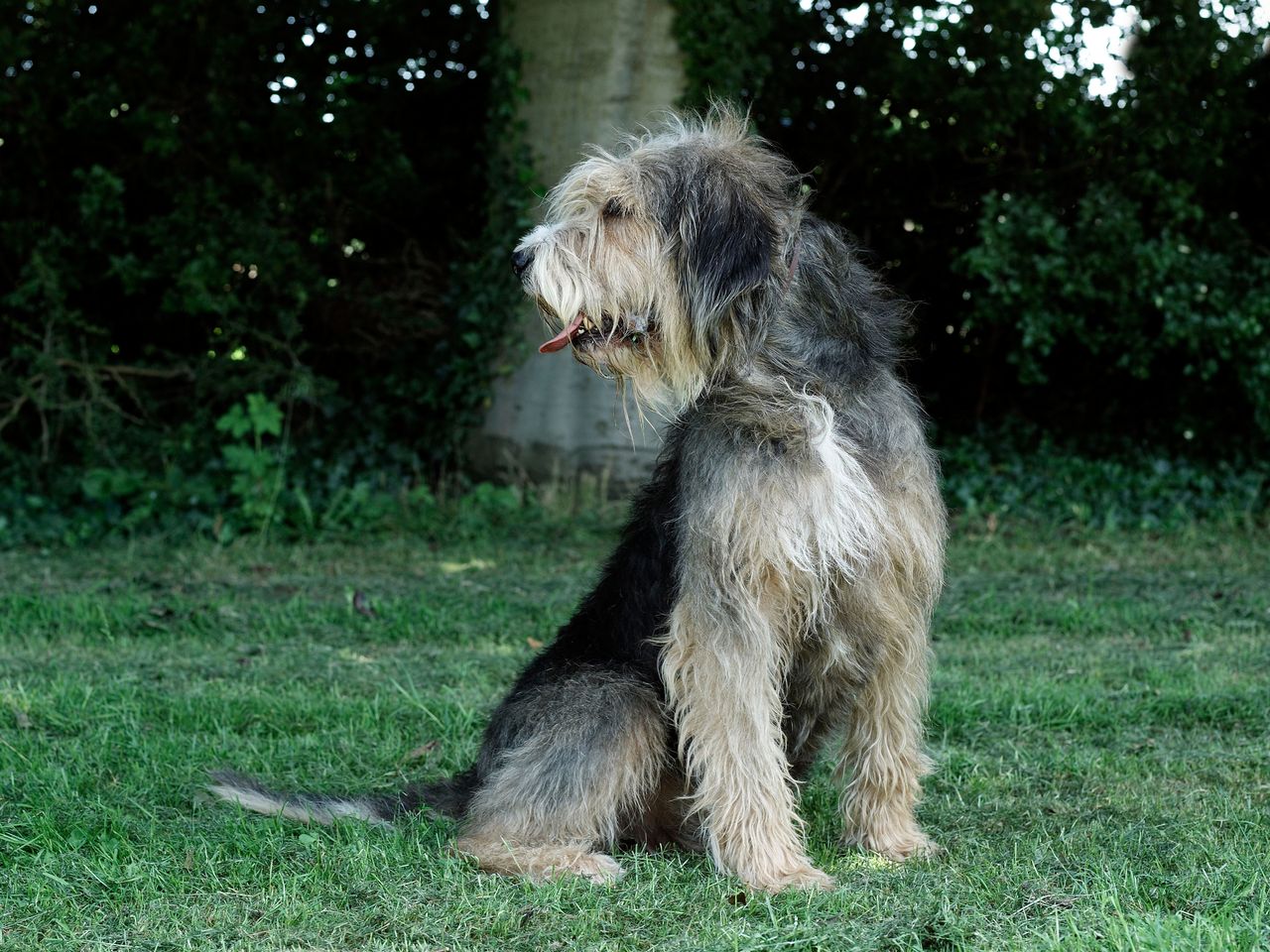 An otterhound sitting on grass, its long, shaggy coat in shades of tan, cream and black, looking to the side with tongue slightly out.