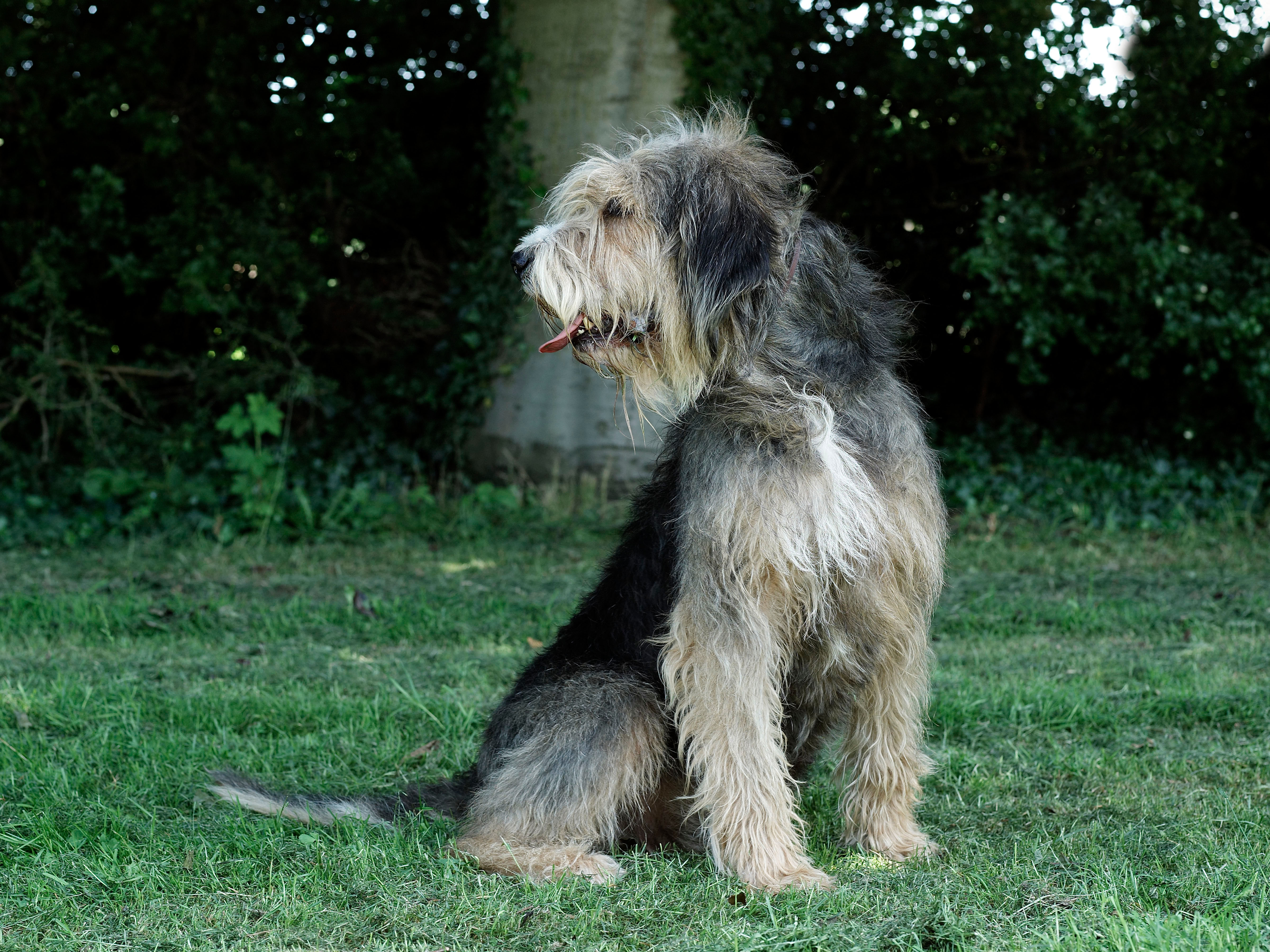 An otterhound sitting on grass, its long, shaggy coat in shades of tan, cream and black, looking to the side with tongue slightly out.