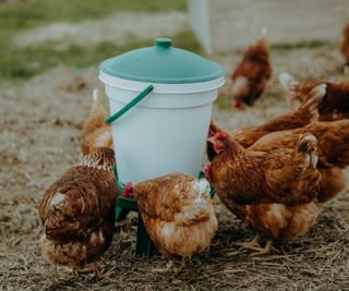 chickens feeding around a feeder