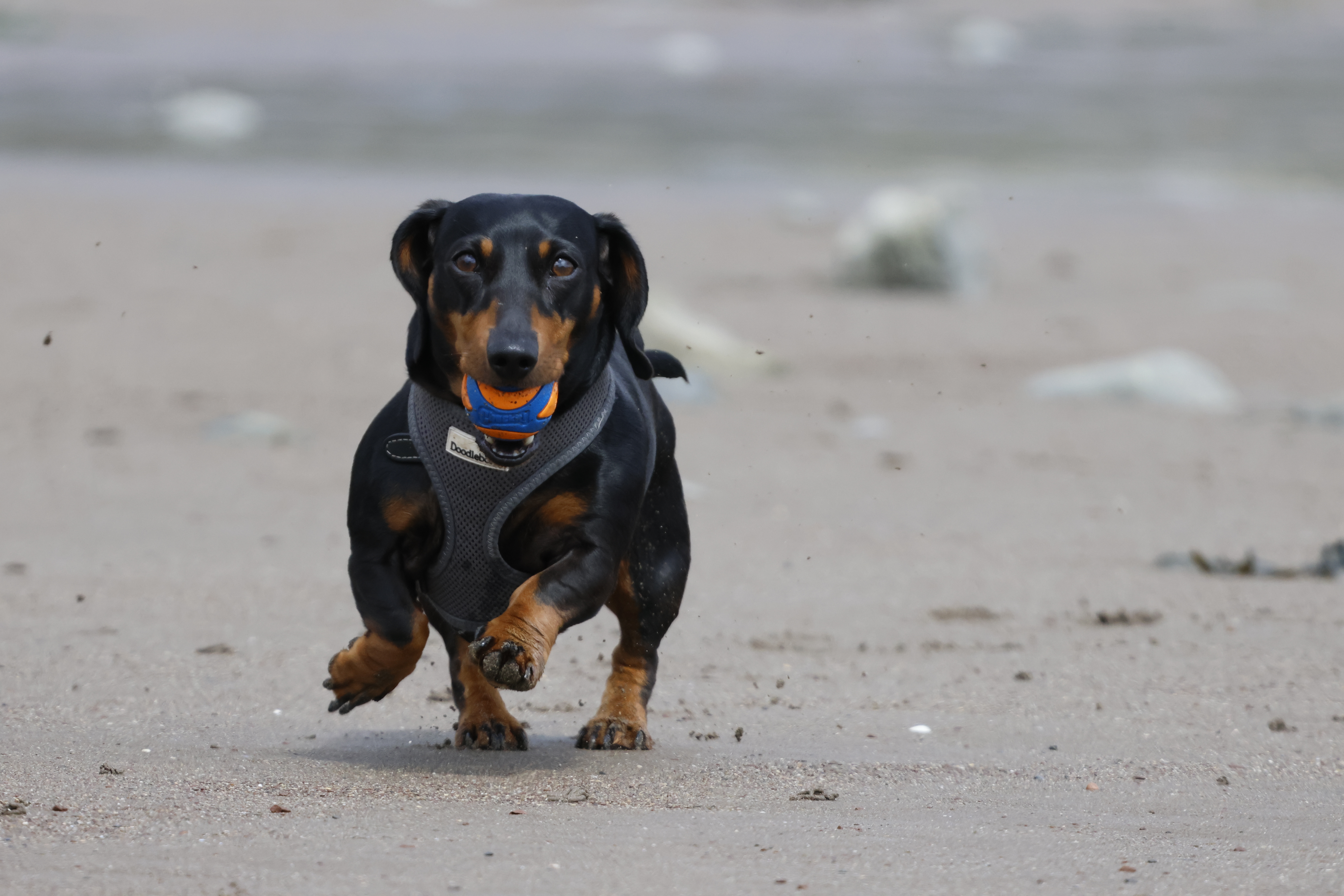 A small dog running on a beach