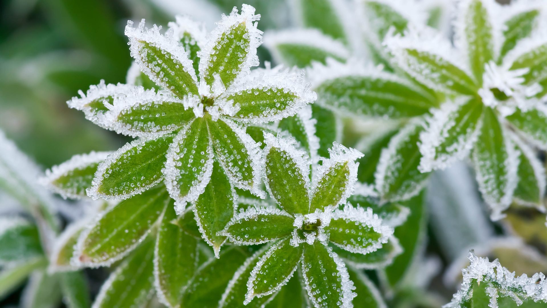 How to protect plants from frost this winter Tom's Guide