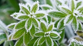 Leaves on a plant which are covered in frost