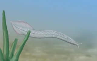 ancient sea worm Pikaia