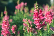 Pink Flowered Snapdragon Plants