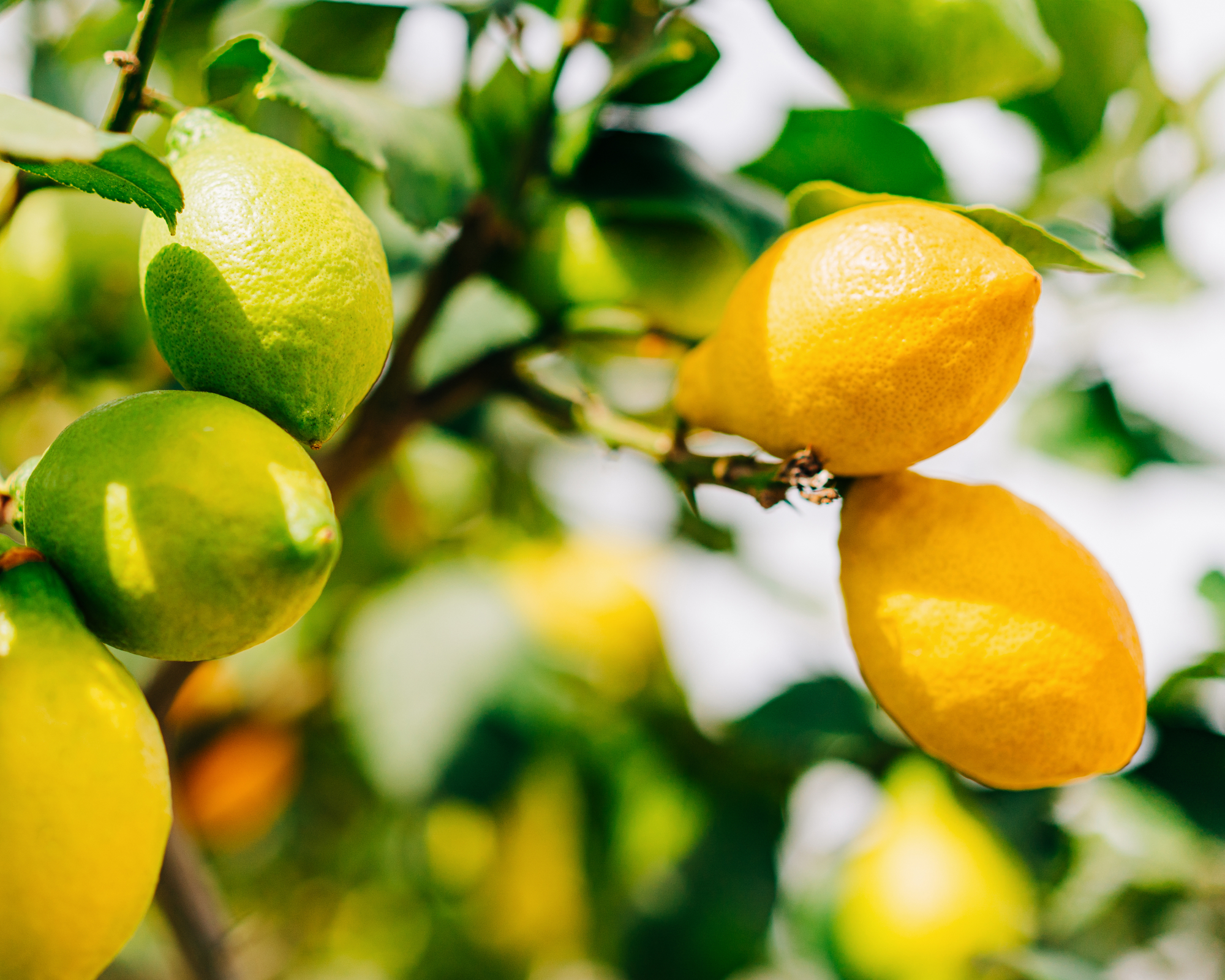 Organic lemon growing on a tree with ripe and unripe lemons