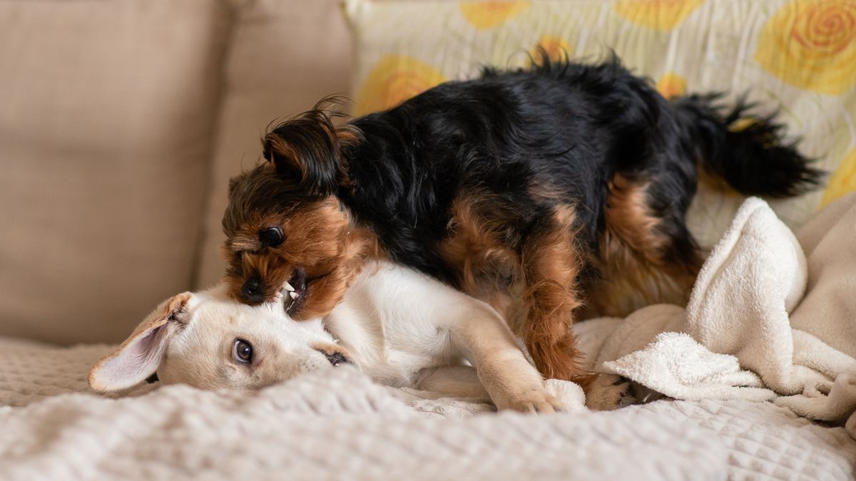 Dog fighting other dog on a sofa