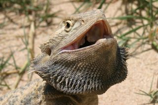 Bearded dragons have an impressive display when threatened.