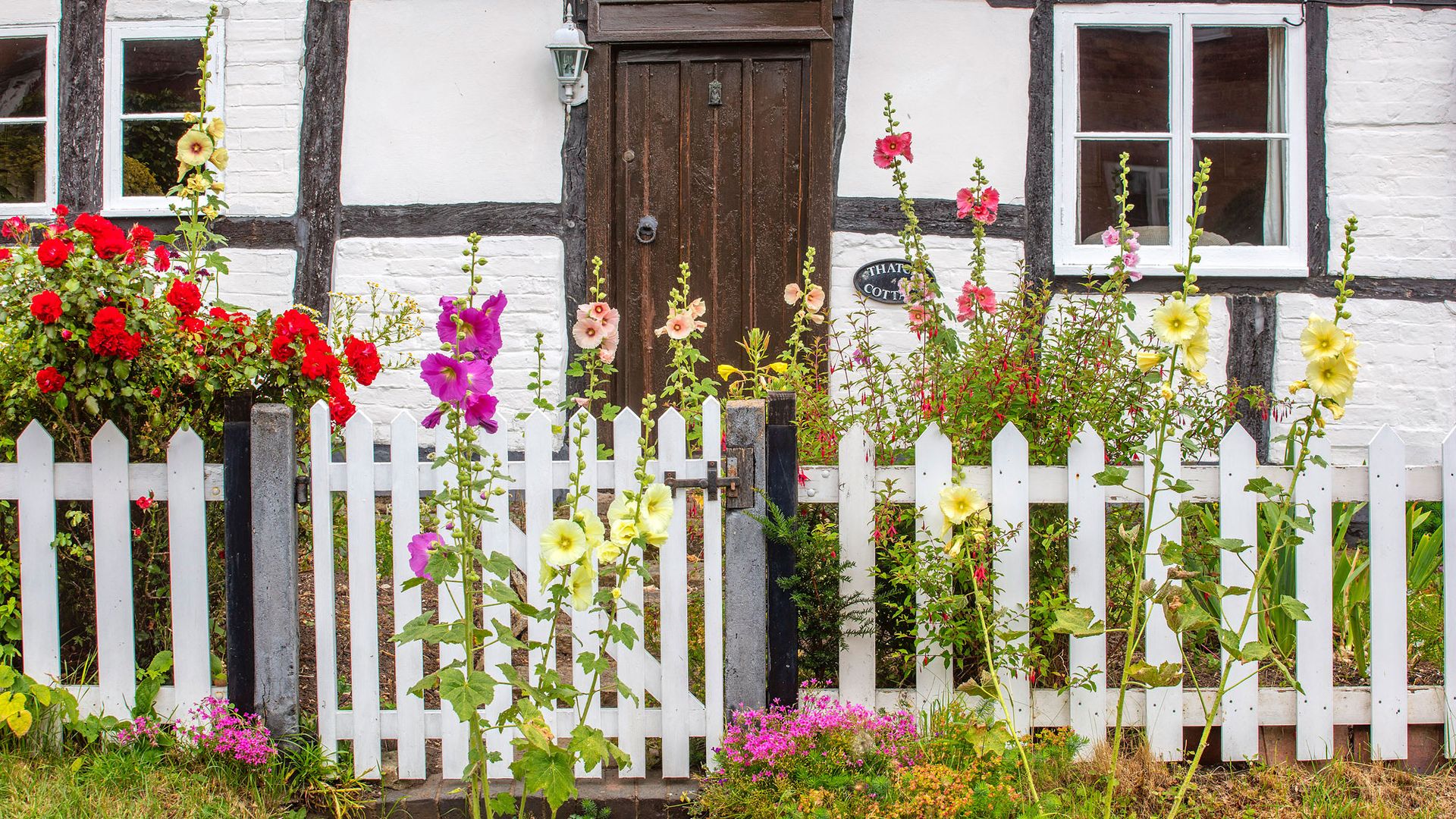 Try This Solution For Rust In Hollyhocks Without Overloading The 