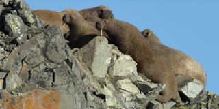 walruses on cliff our planet netflix