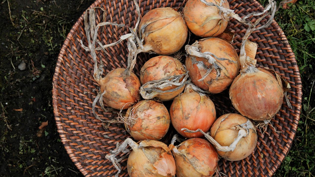 companion plants for onions – onions drying in a basket