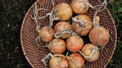 companion plants for onions - onions drying in a basket