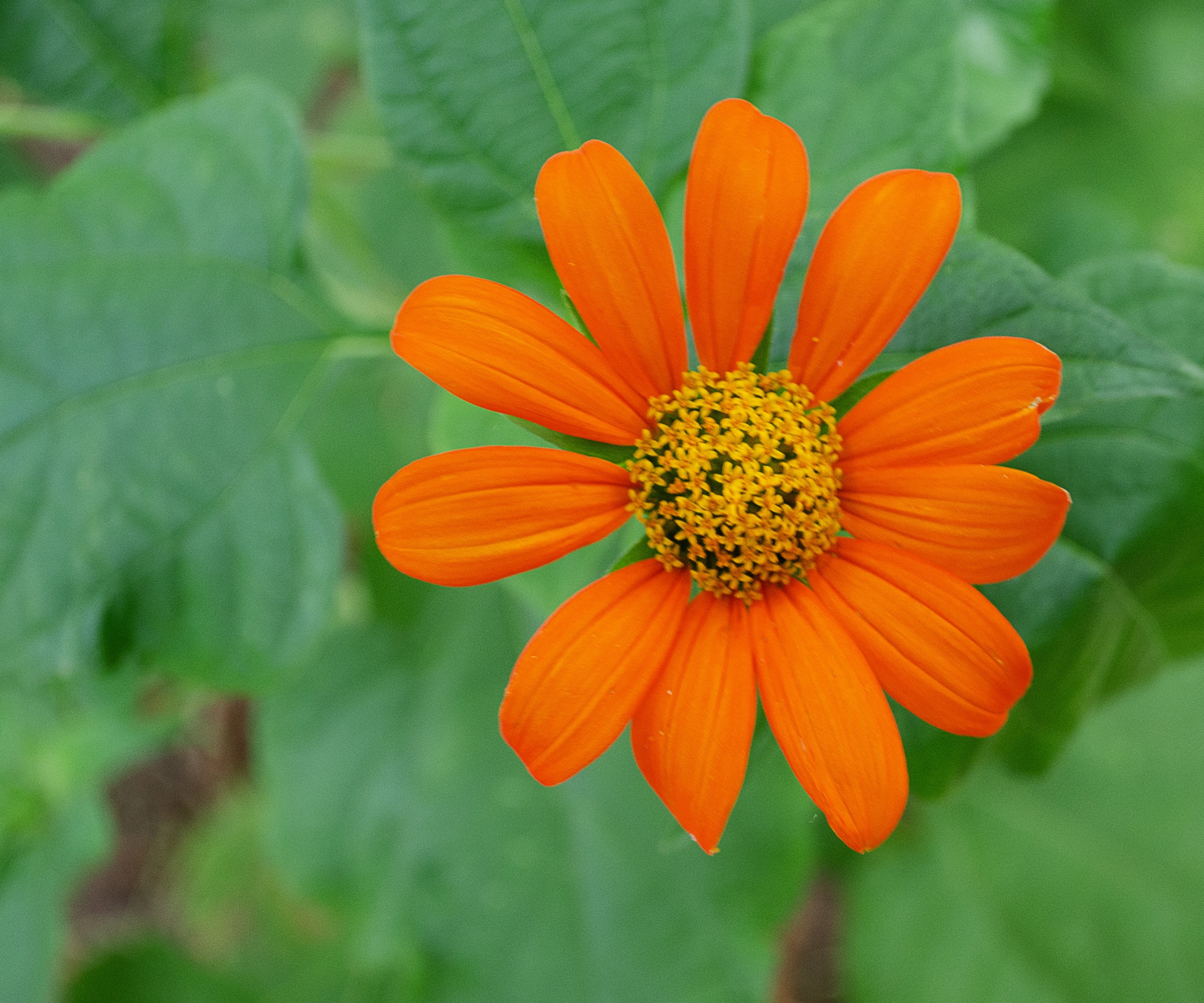 Mexican Sunflower