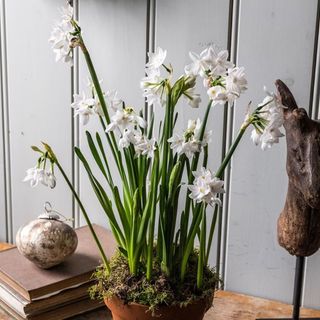 Paperwhites in a pot