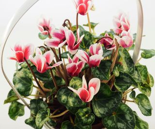 pink and white cyclamen in a pot