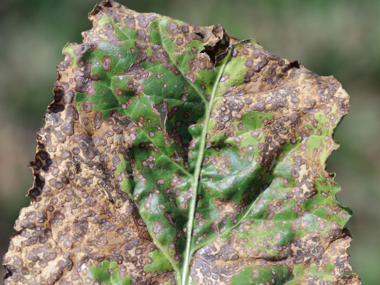 Close up of a beet leaf infected with cercospora leaf spot