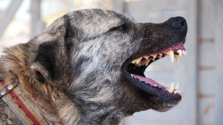 What dog has the strongest bite? Pooch with the most powerful jaws revealed… | PetsRadar