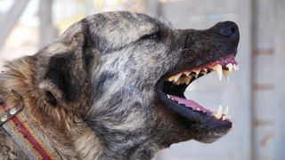 What dog has the strongest bite? The Kangal.